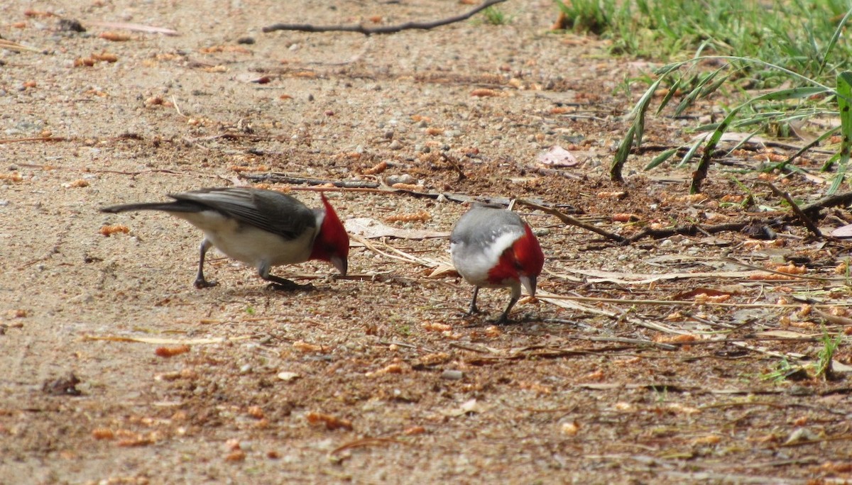 Red-crested Cardinal - ML644208259