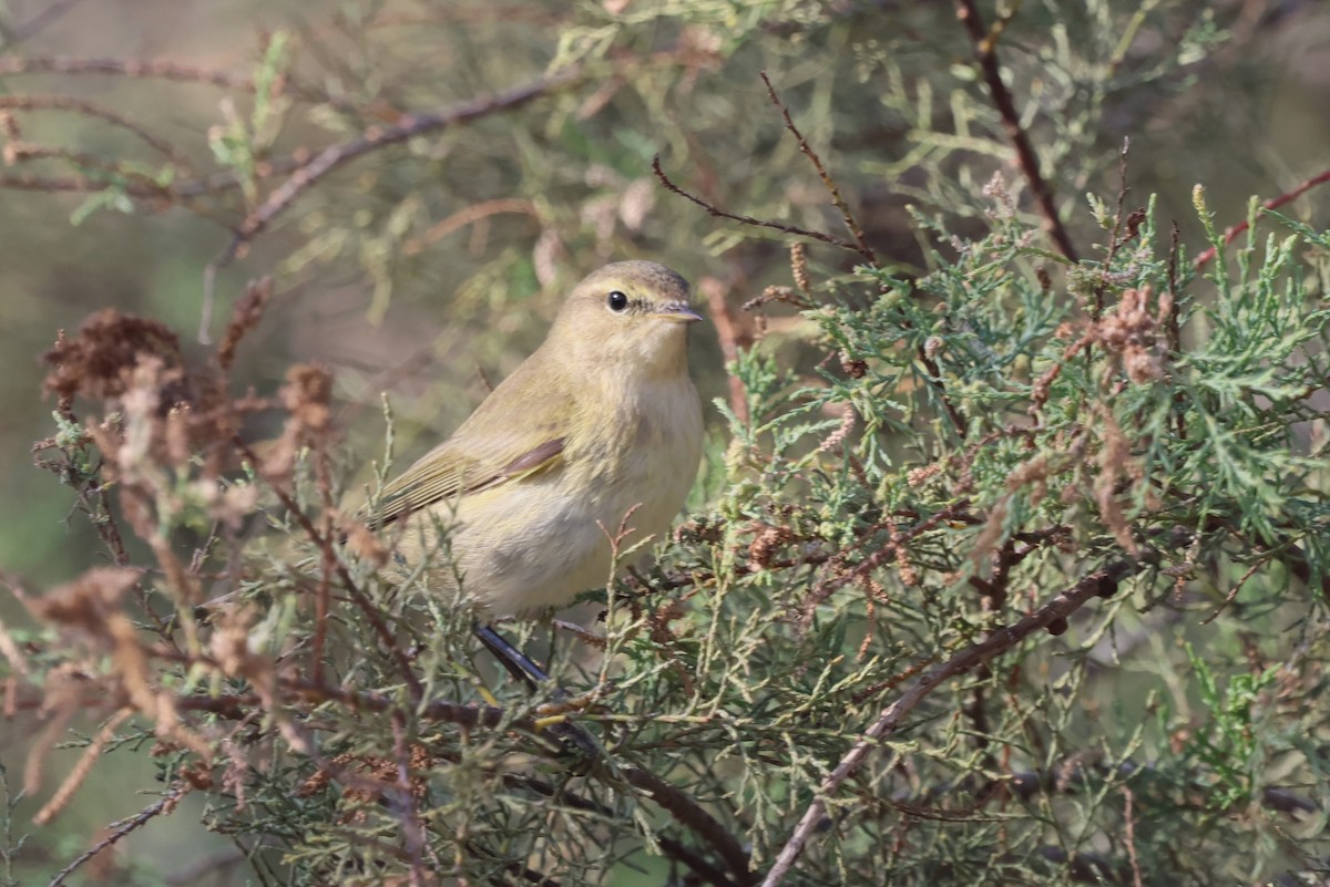Common Chiffchaff - ML644208261
