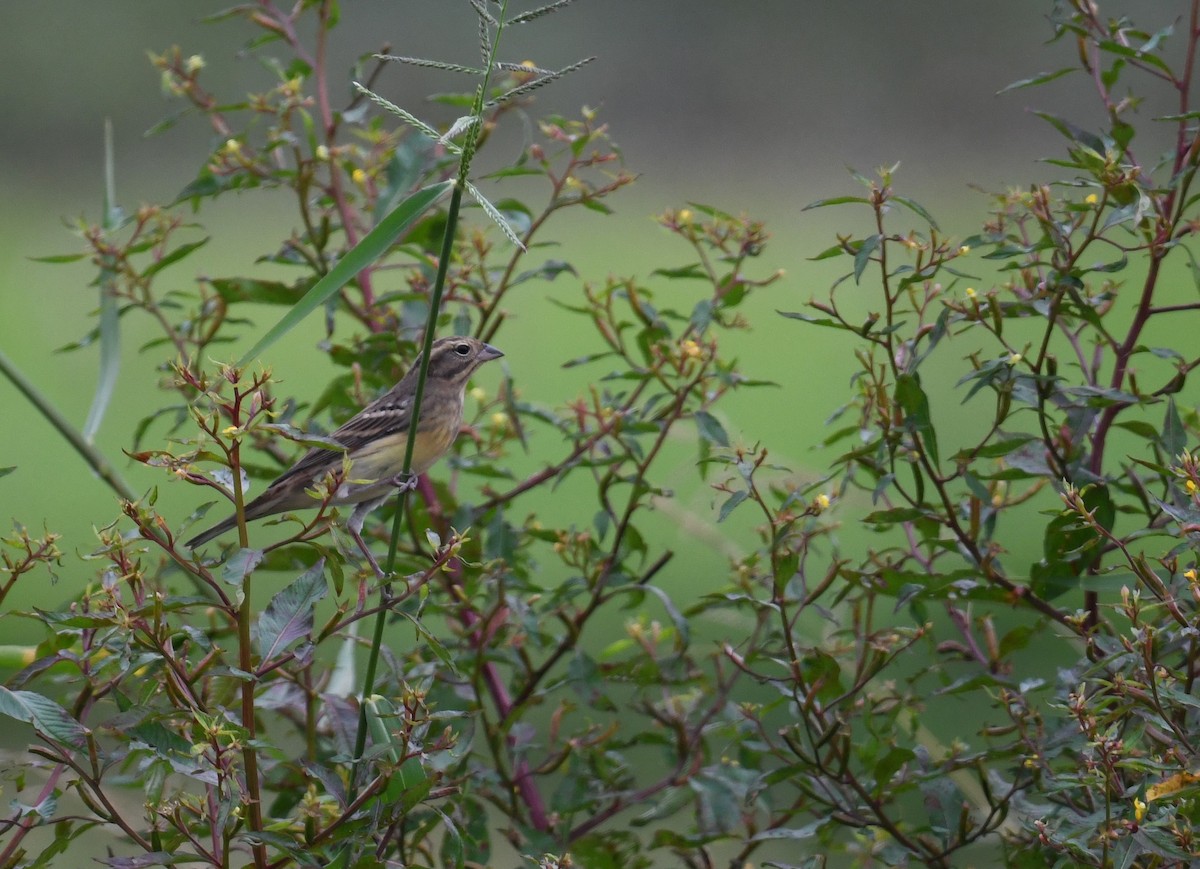 Дубровник - ML644208264