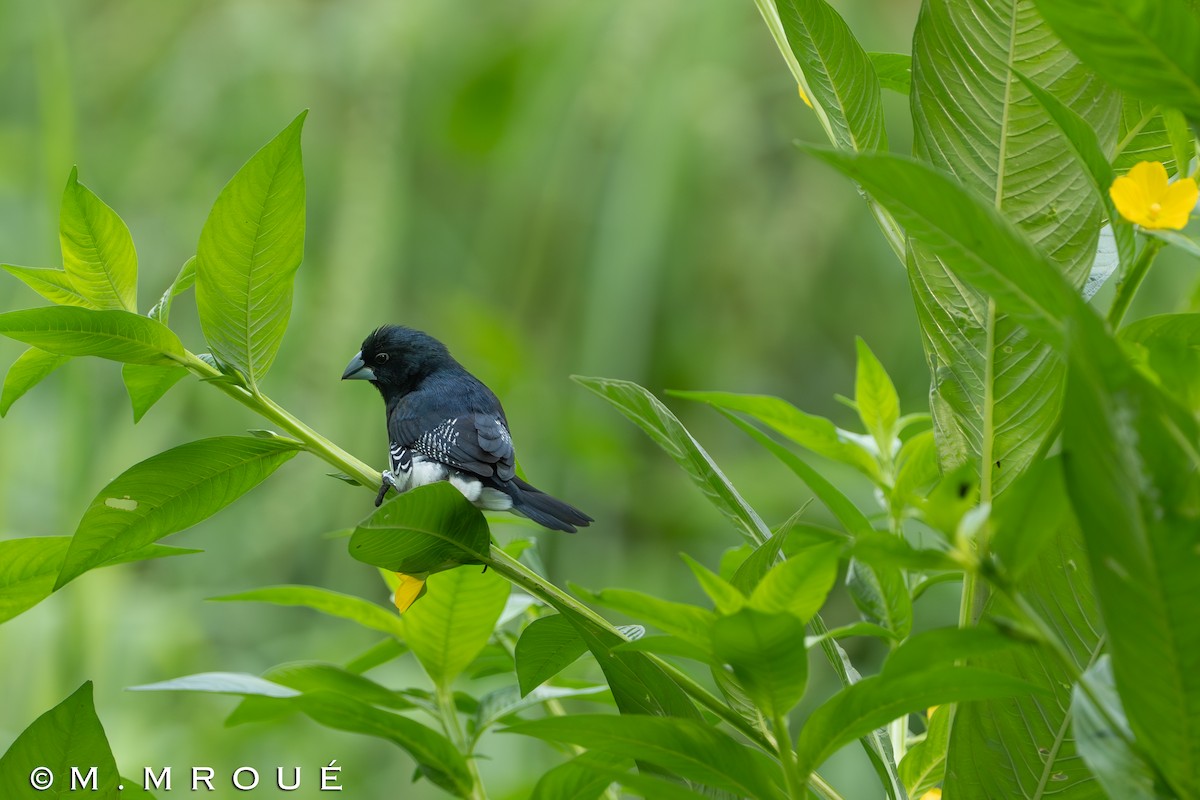 クロシチホウ - ML644208266
