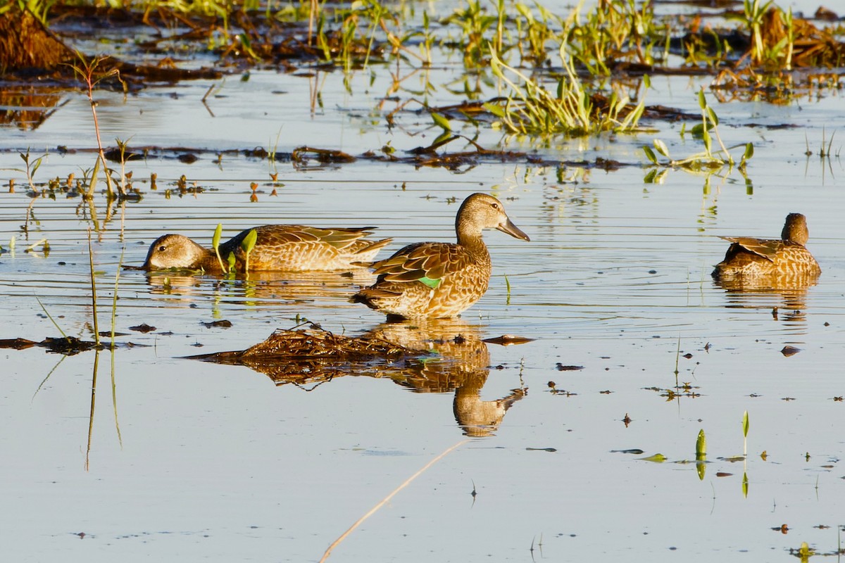 Blue-winged Teal - ML644208269