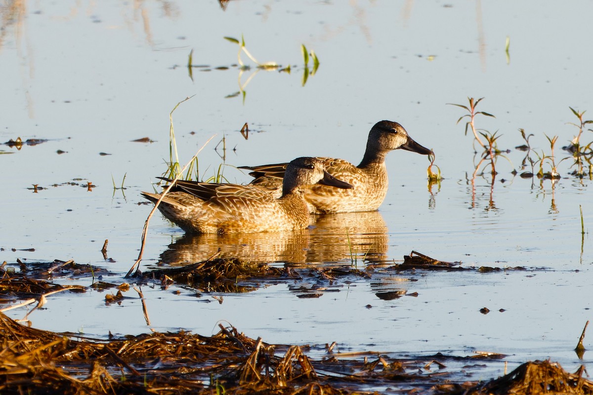 Blue-winged Teal - ML644208270