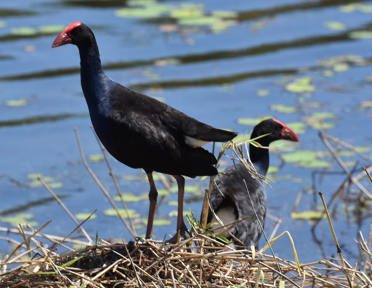Australasian Swamphen - ML644208297