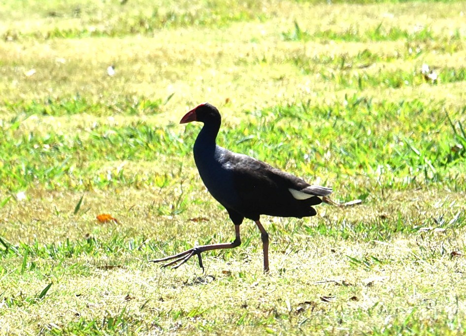 Australasian Swamphen - ML644208301