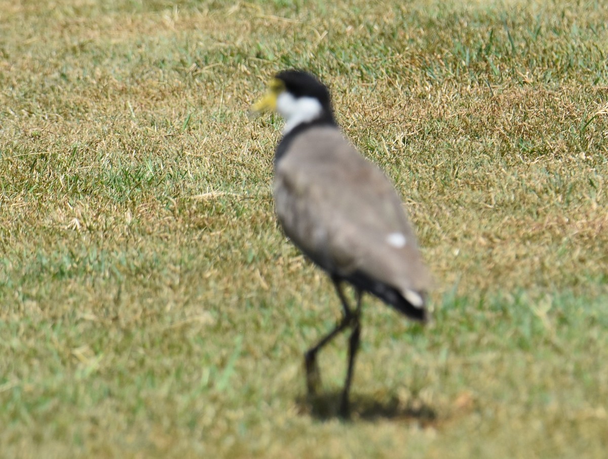Masked Lapwing - ML644208311