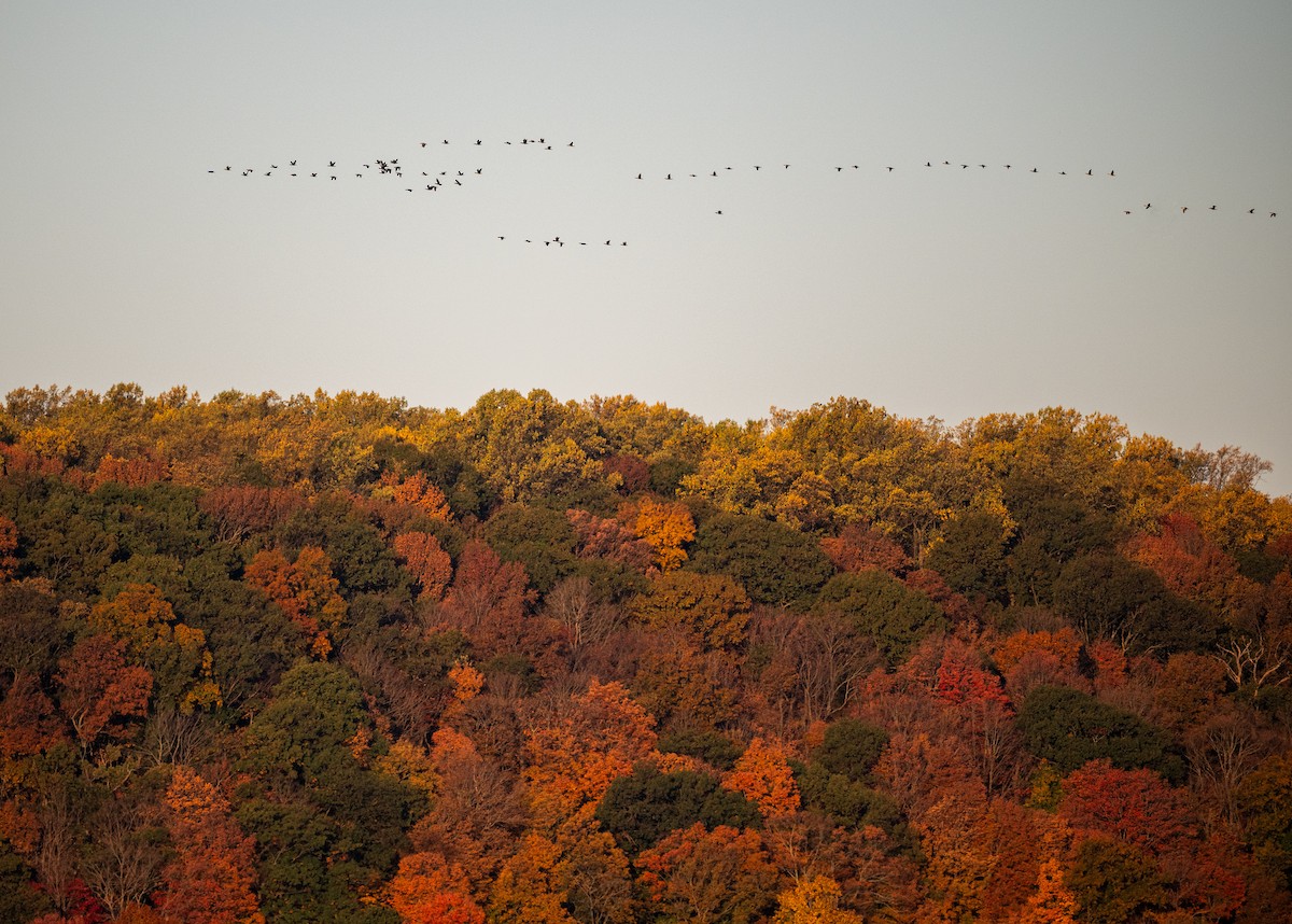 Double-crested Cormorant - ML644208323