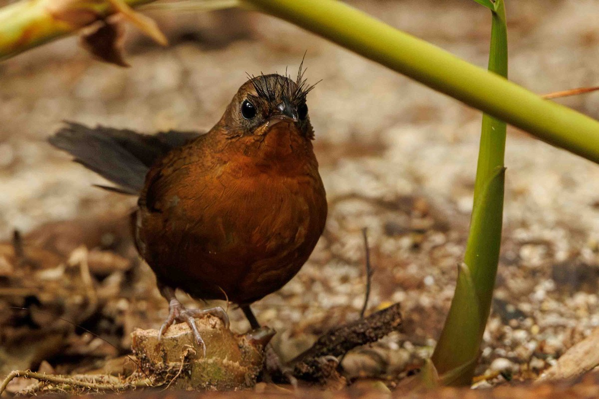 Slaty Bristlefront - ML644208324