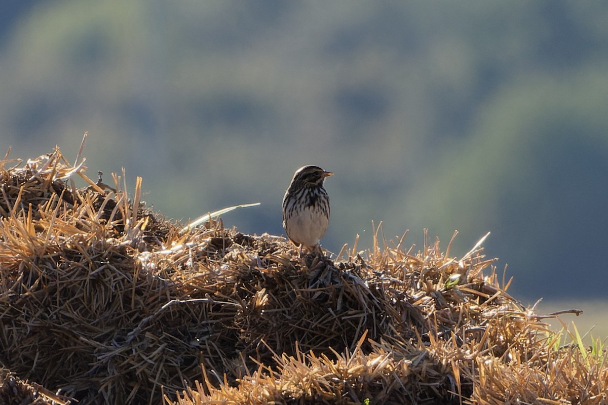 稀樹草鵐 - ML644208329