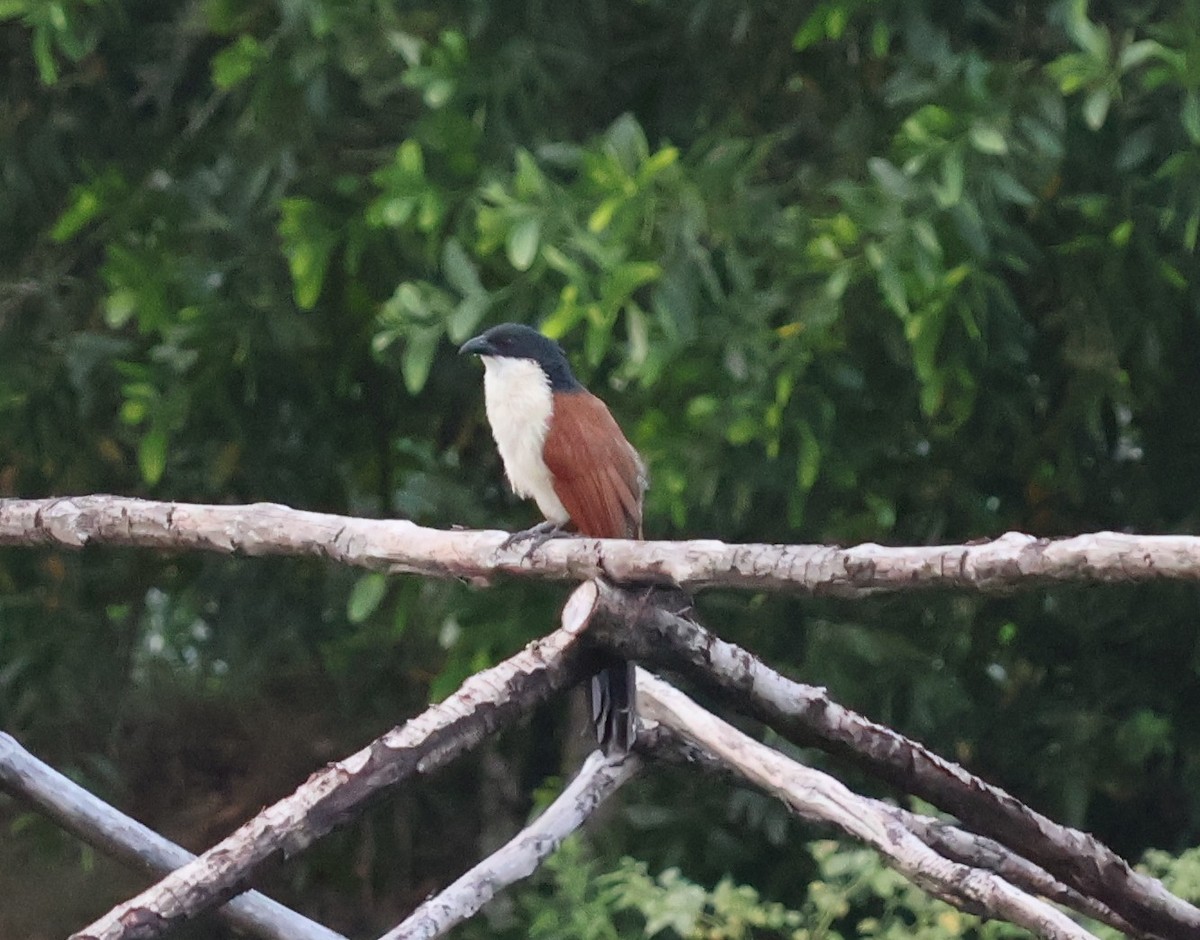 Burchell's Coucal - ML644208344