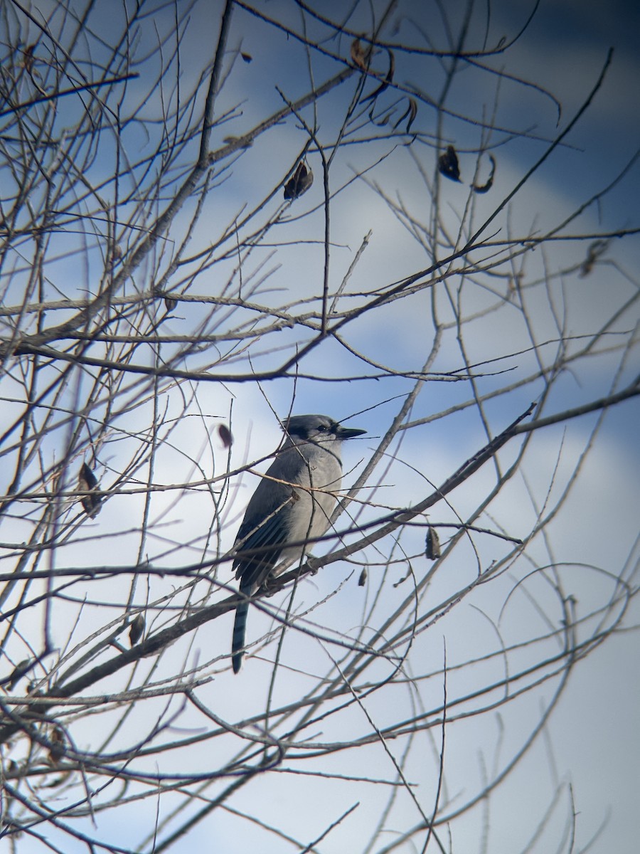 Blue Jay - ML644208350