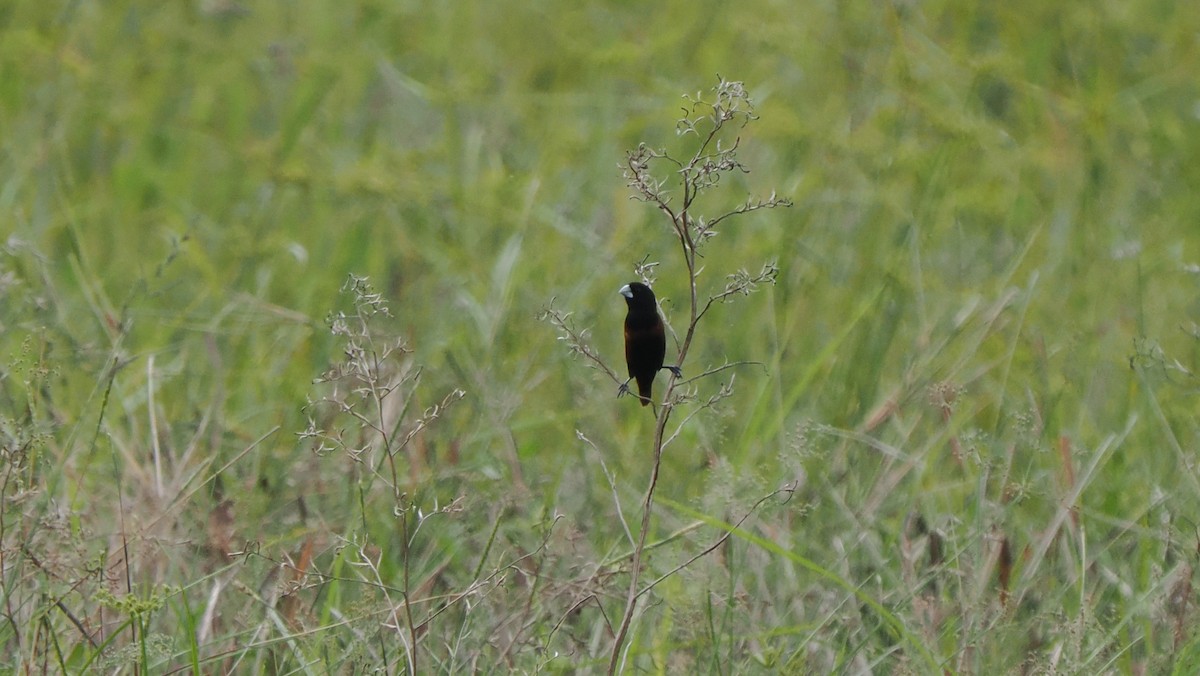 Chestnut Munia (Chestnut) - ML644208354