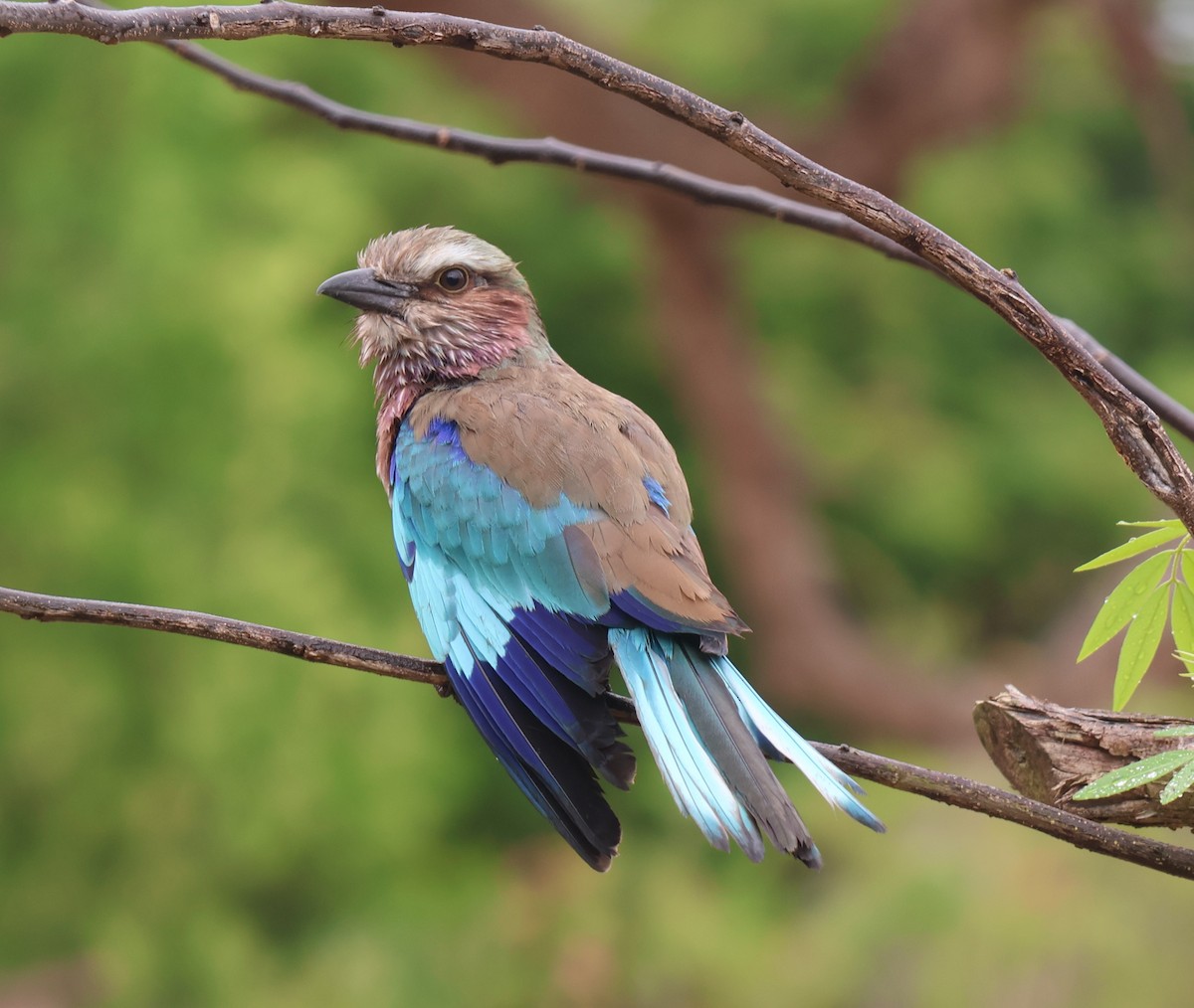 Lilac-breasted Roller - ML644208357