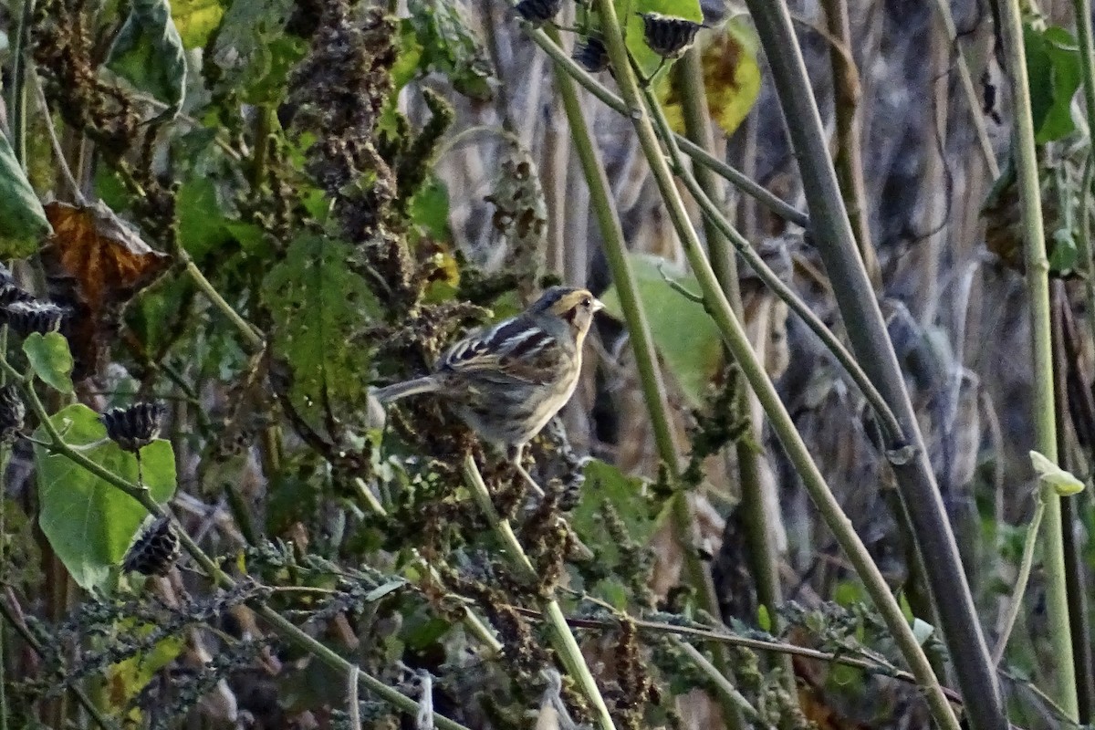 Nelson's Sparrow - ML644208365