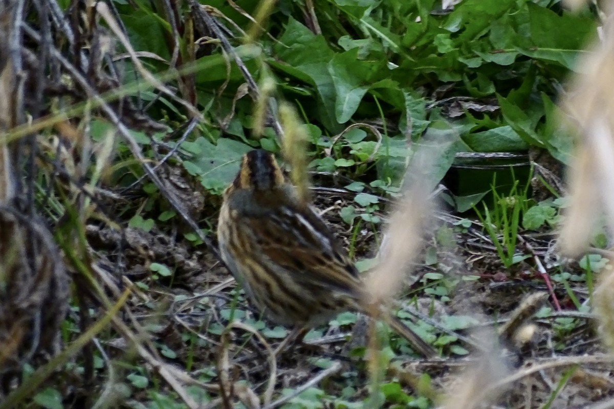 Nelson's Sparrow - ML644208367