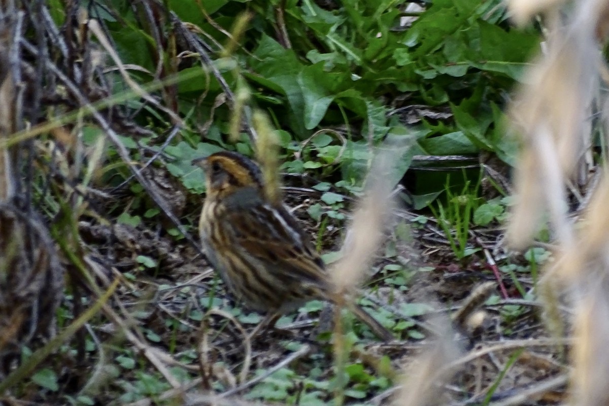 Nelson's Sparrow - ML644208368