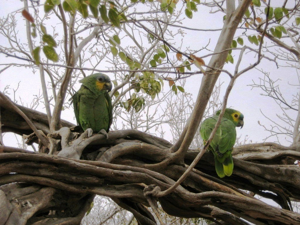 Amazona Frentiazul - ML644208374