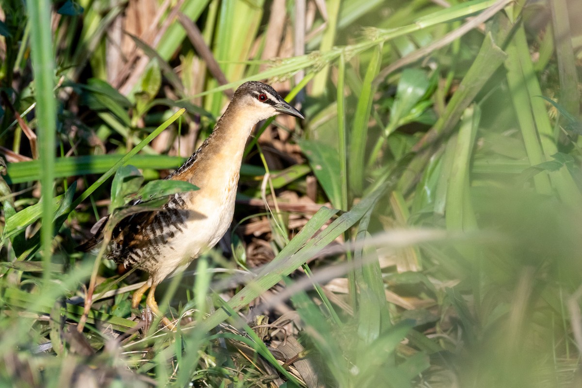 キムネヒメクイナ - ML644208384