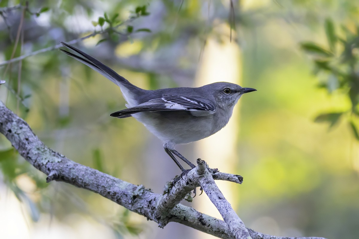 Northern Mockingbird - ML644208416