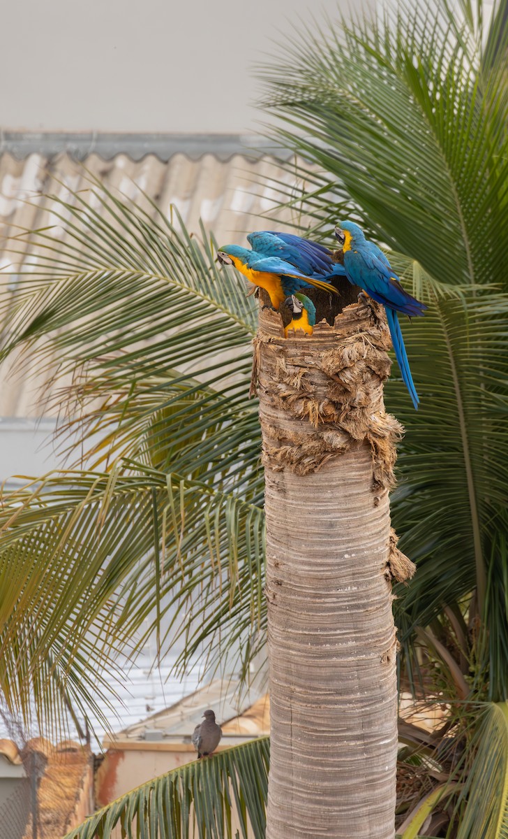 ルリコンゴウインコ - ML644208440