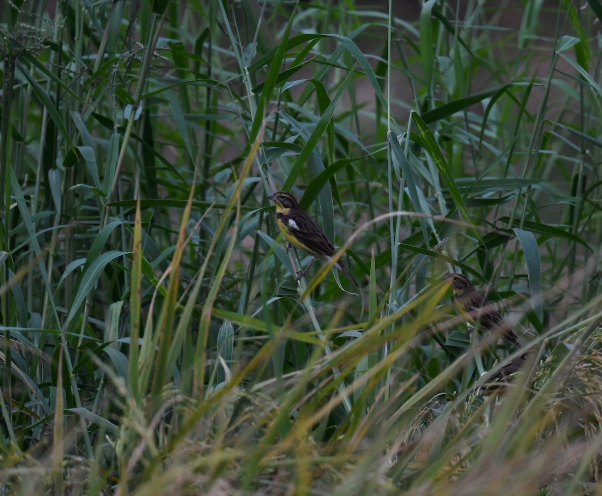 Дубровник - ML644208447