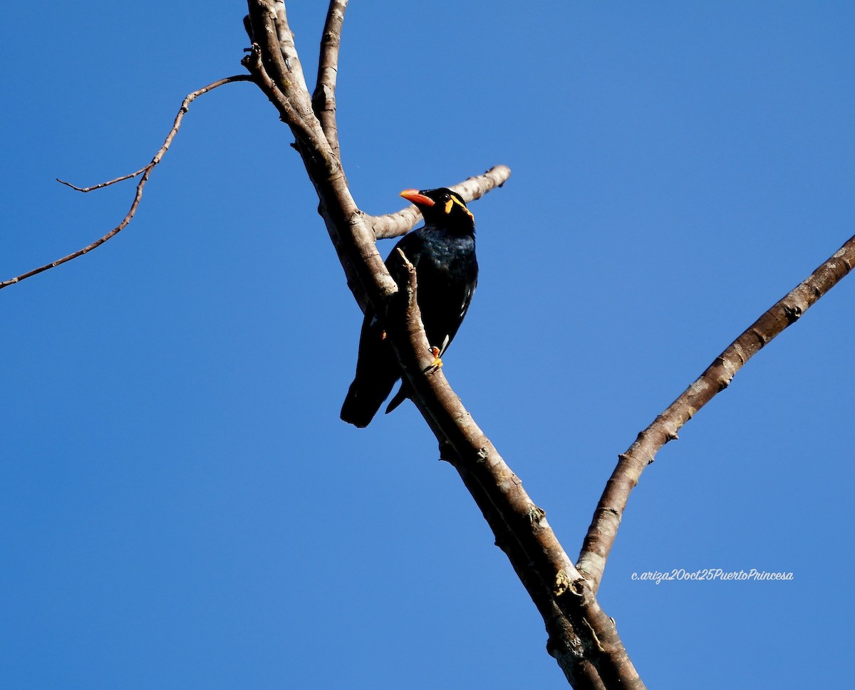 Common Hill Myna - ML644208448