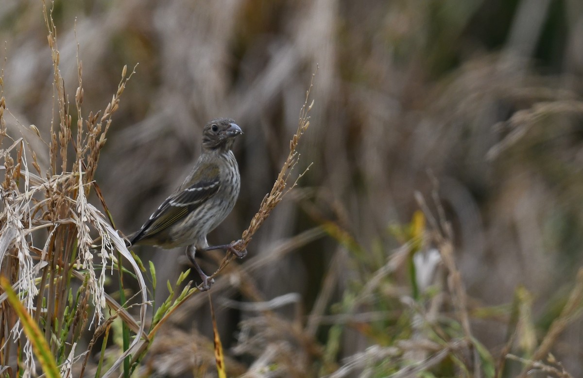 Camachuelo Carminoso - ML644208454