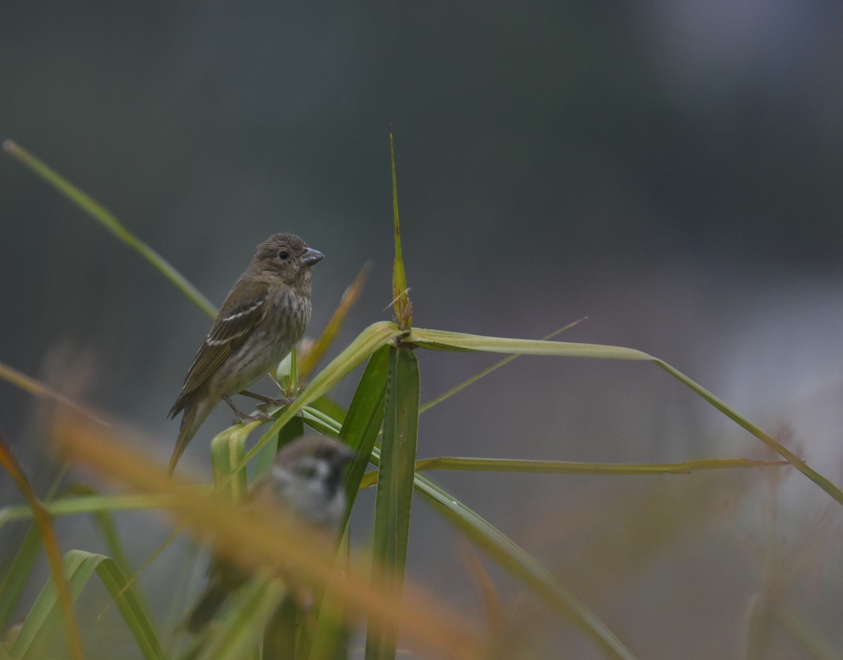 Camachuelo Carminoso - ML644208455