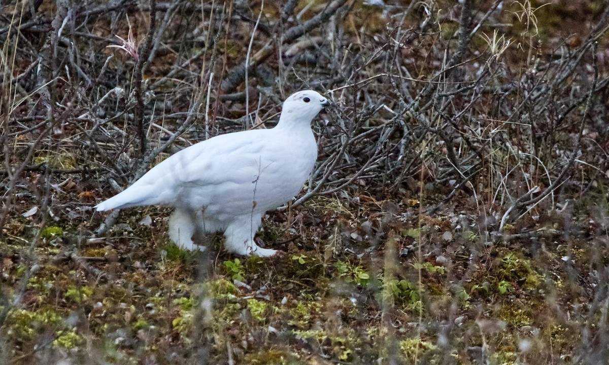 Moorschneehuhn - ML644208483