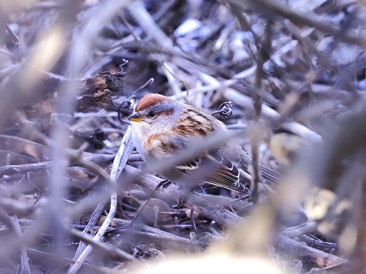 American Tree Sparrow - ML644208513