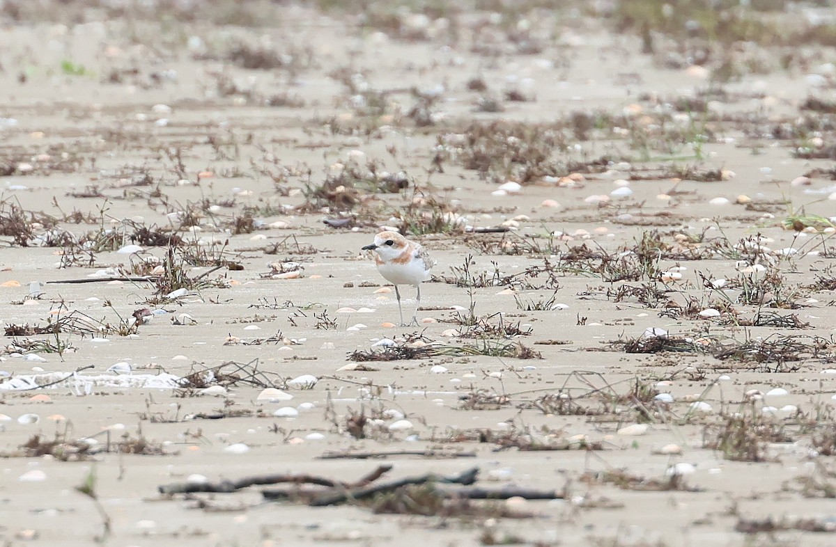 Malaysian Plover - ML644208528