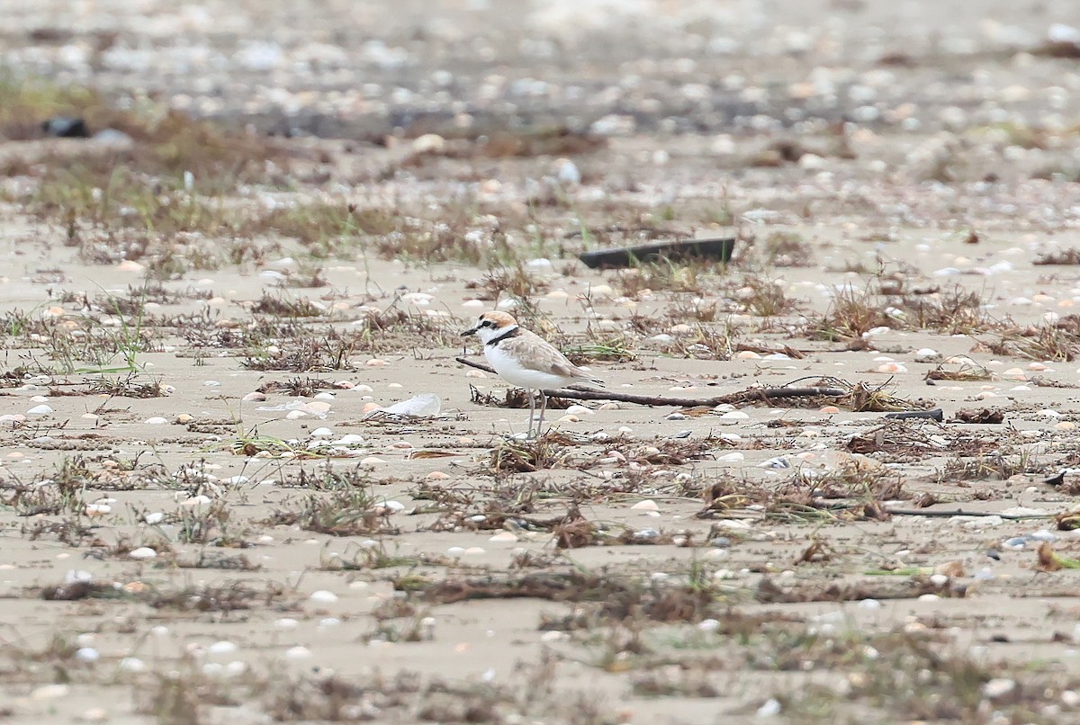 Malaysian Plover - ML644208529