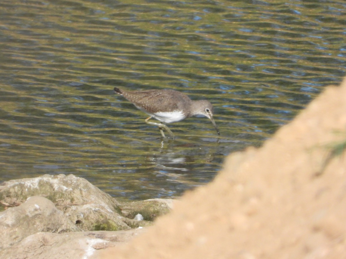 vodouš kropenatý - ML644208550