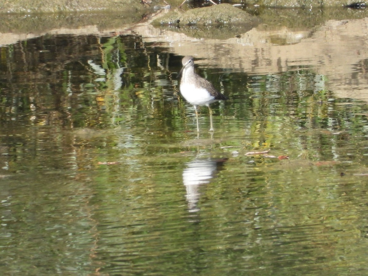 vodouš kropenatý - ML644208551