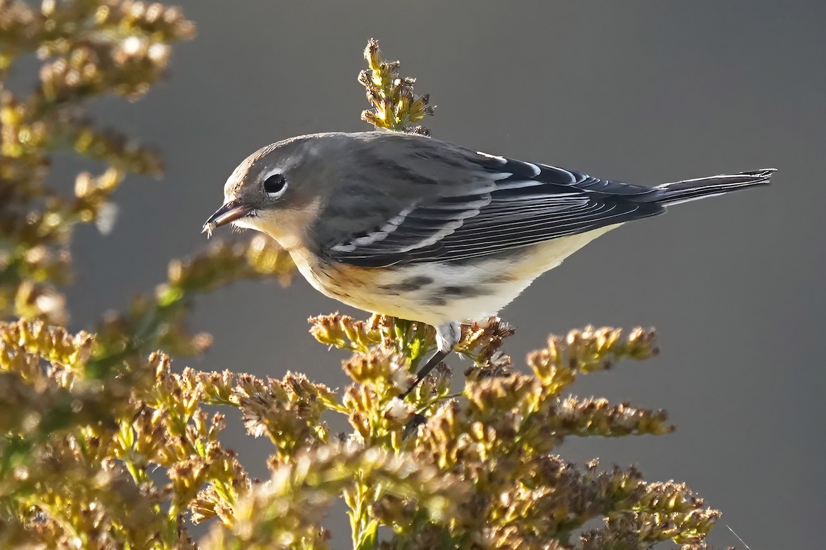 Yellow-rumped Warbler - ML644208581