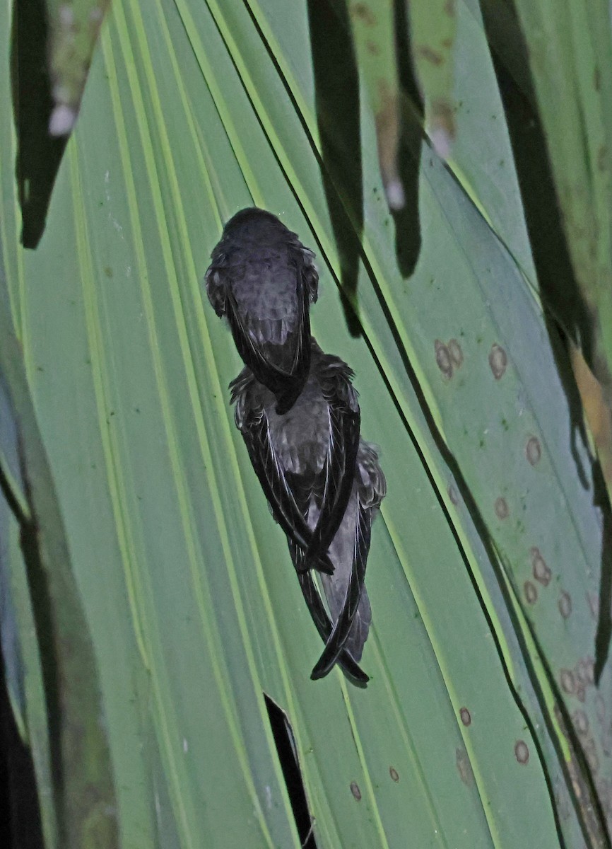 Bengalensegler - ML644208583