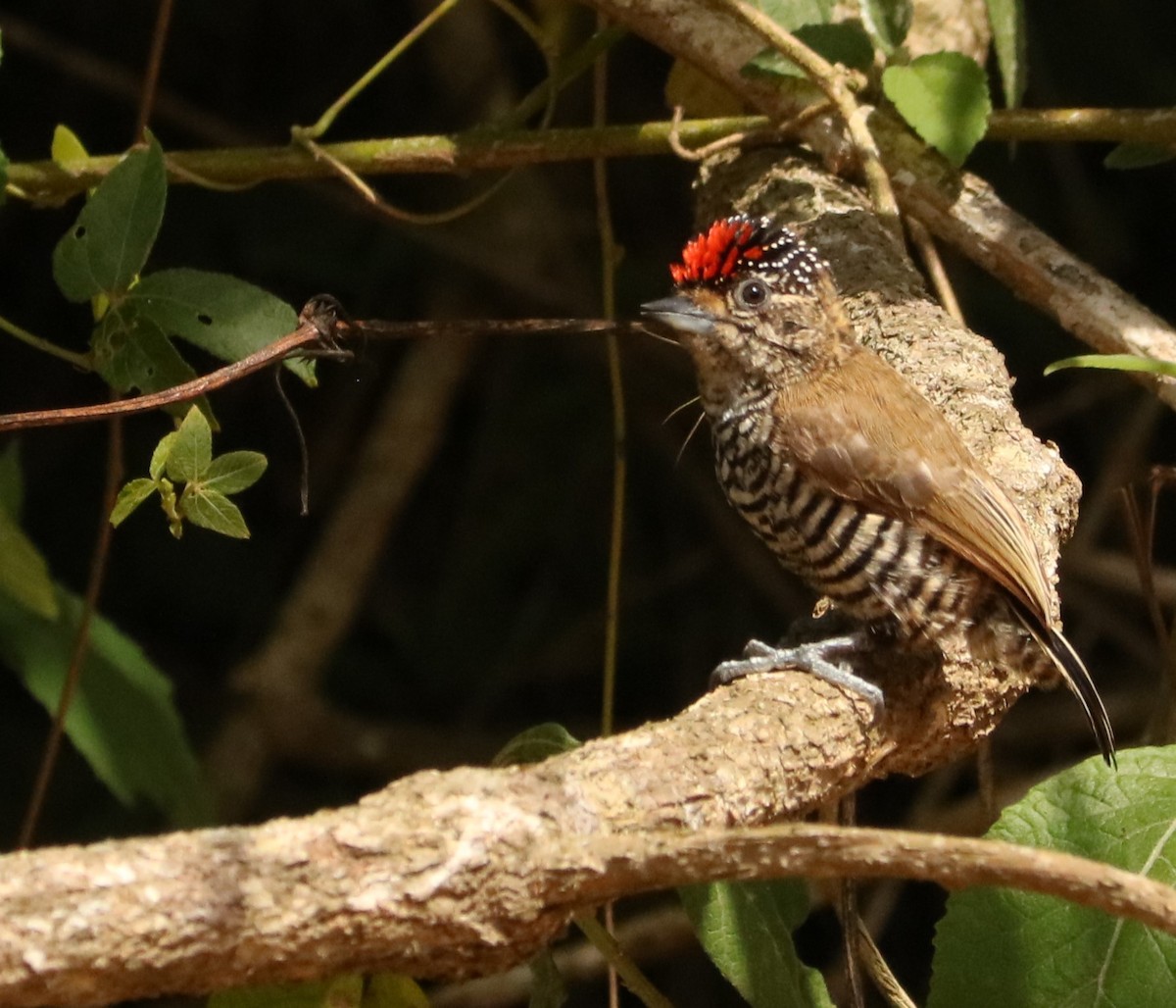 Zebrazwergspecht - ML644208587