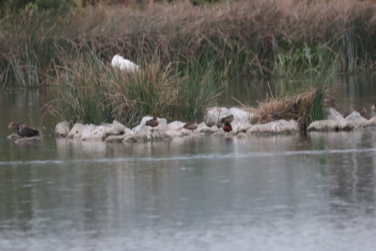 Pacific Gull - ML644208589