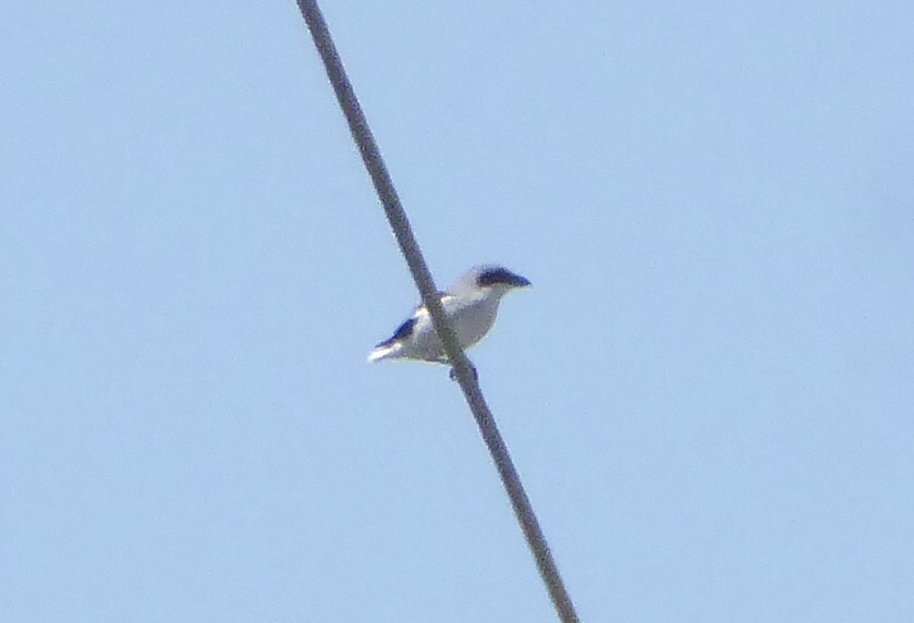 Loggerhead Shrike - ML644208591