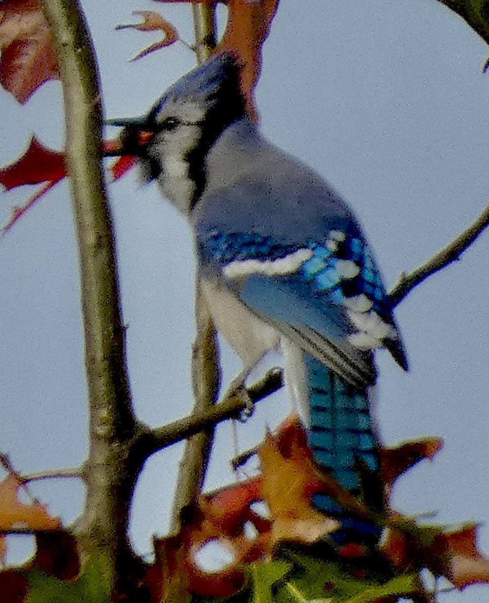 Blue Jay - ML644208606