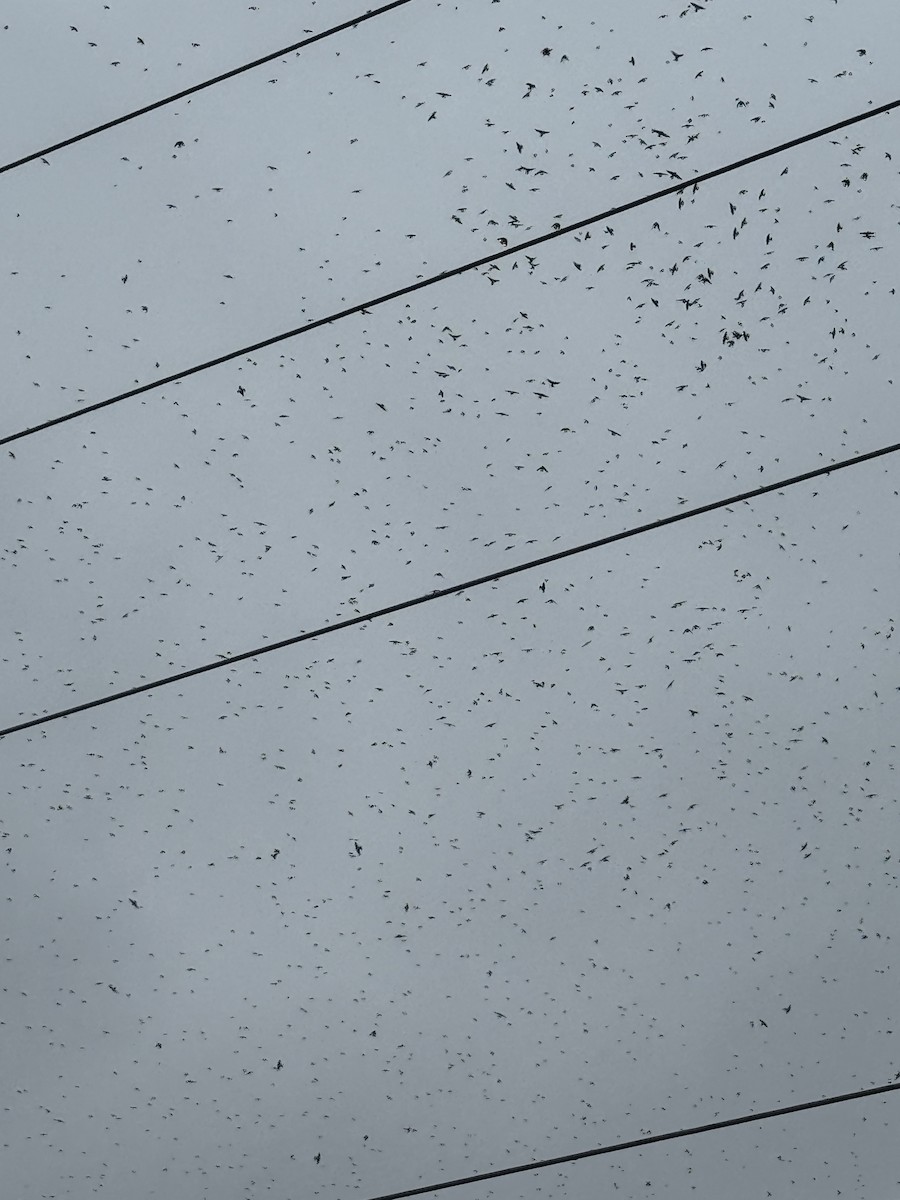 Tree Swallow - ML644208637