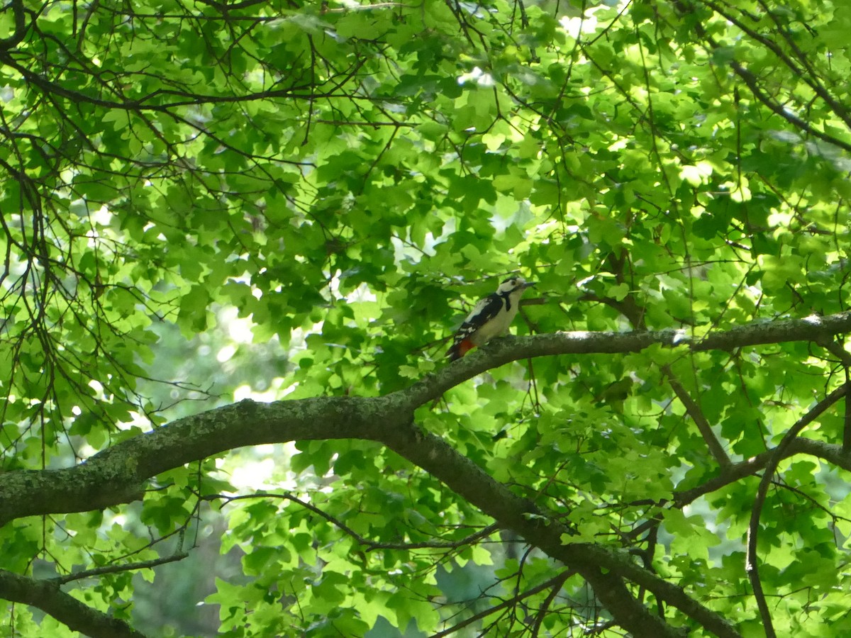 Syrian Woodpecker - ML644208641