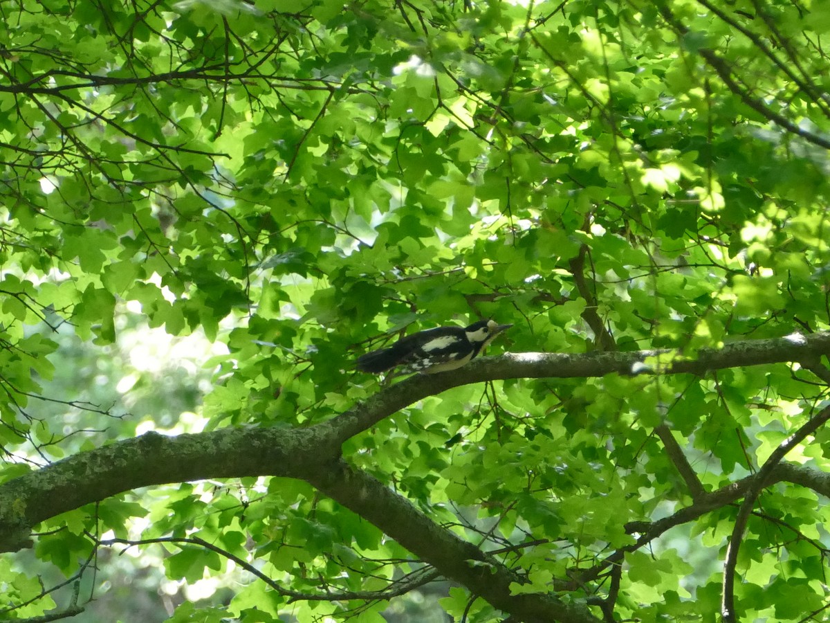 Syrian Woodpecker - ML644208642
