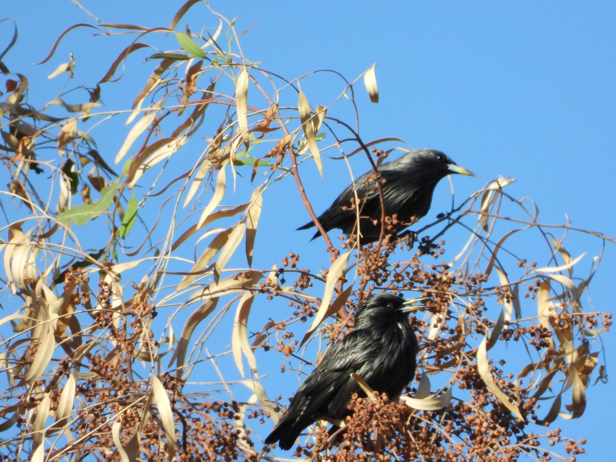 Arabazozo beltza - ML644208646