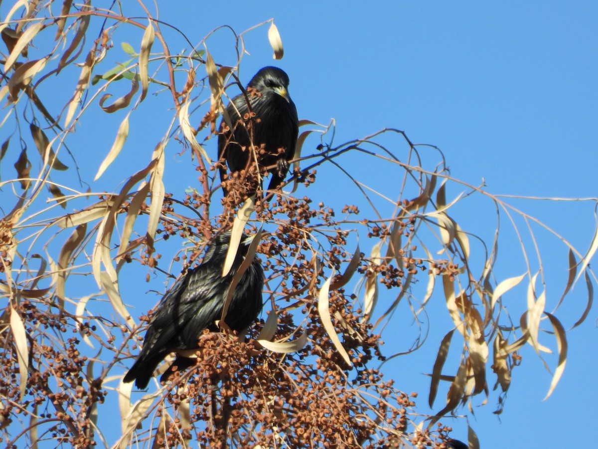 Arabazozo beltza - ML644208664