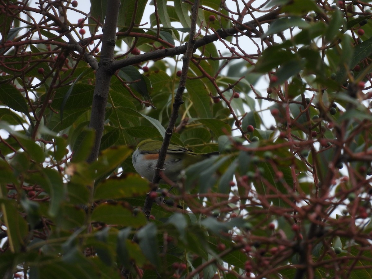 Anteojitos Flanquirrufo - ML644208668