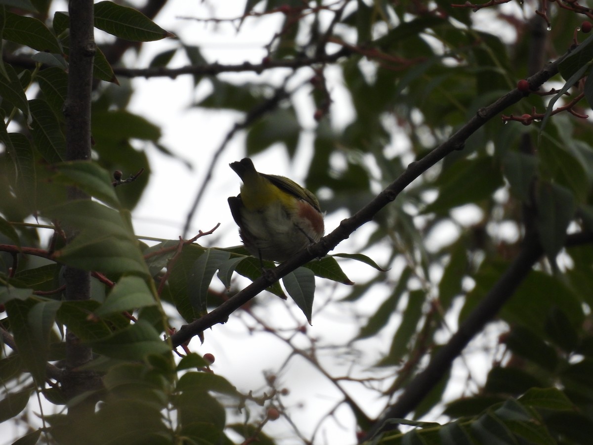 Anteojitos Flanquirrufo - ML644208671