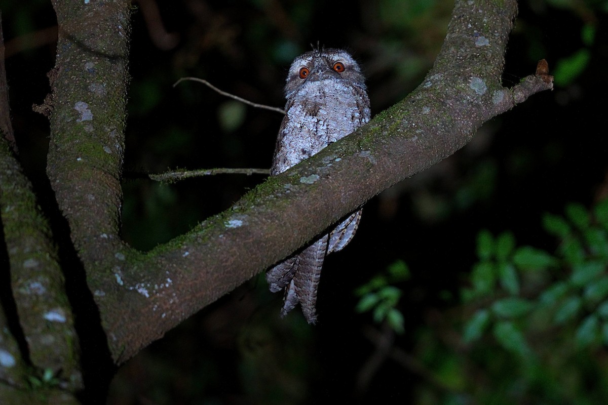 チャイロガマグチヨタカ - ML644208699