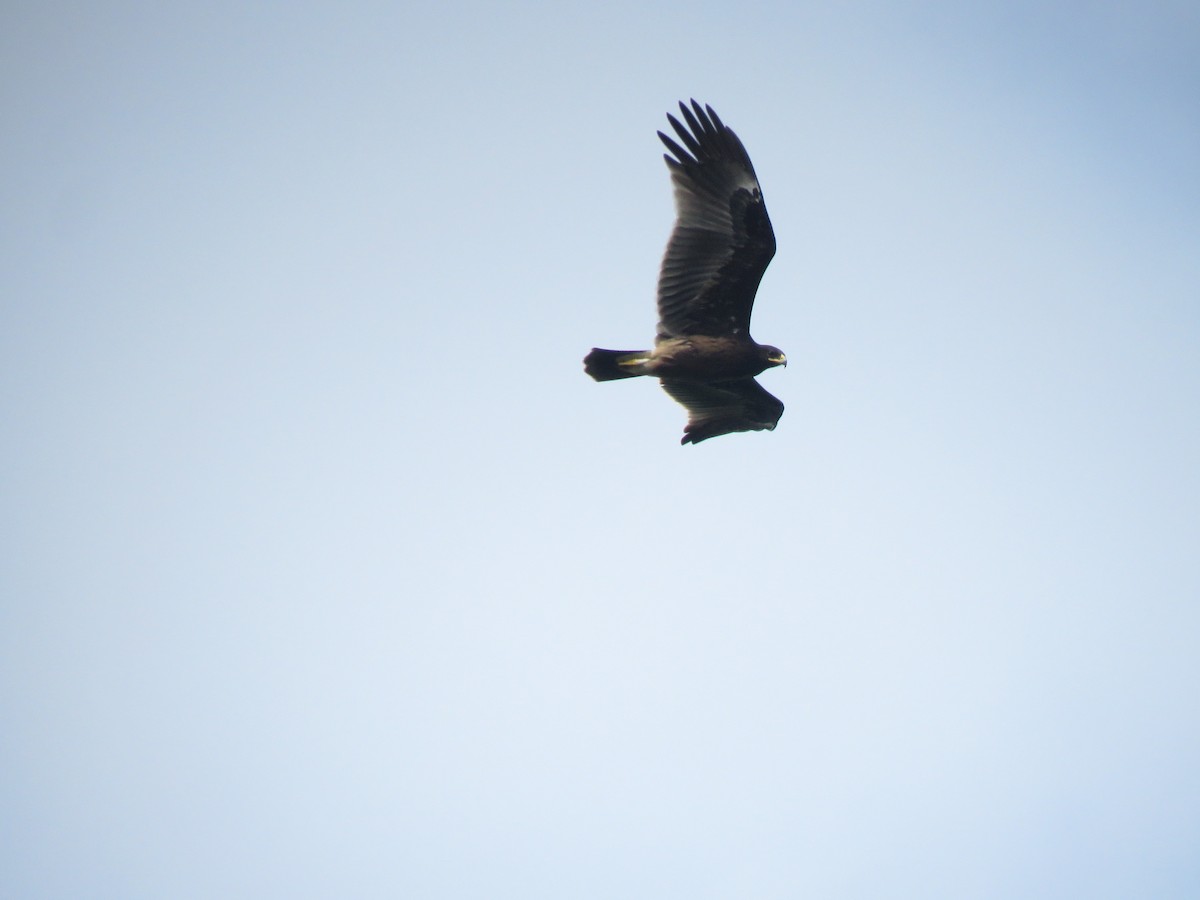 Águila Moteada - ML644208714