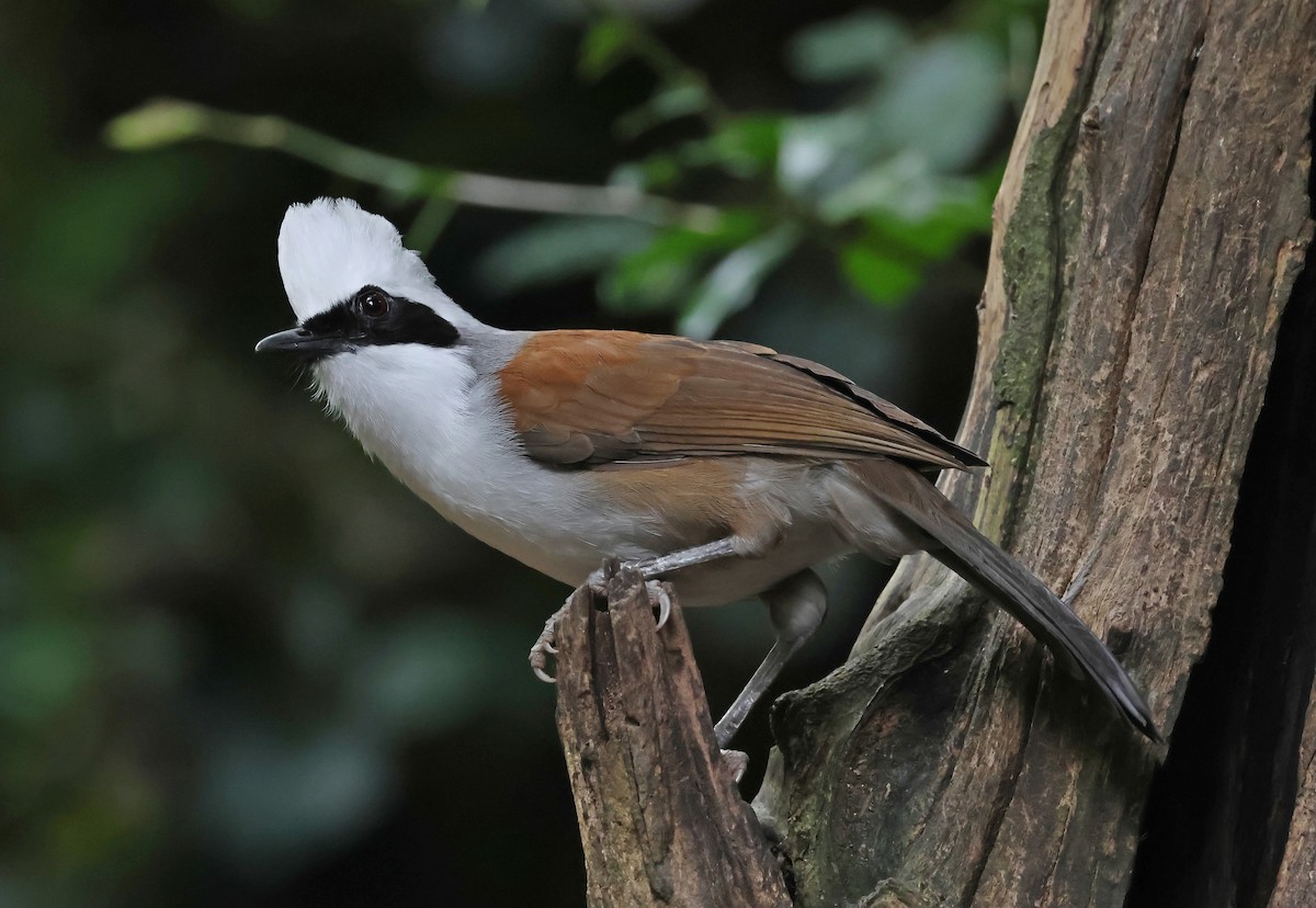 White-crested Laughingthrush - ML644208724