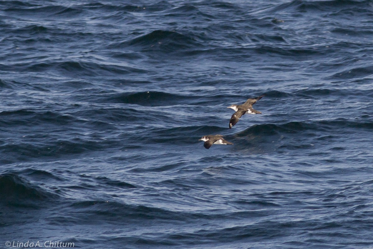 マンクスミズナギドリ - ML644208725